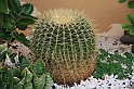 Kanary_2010 153